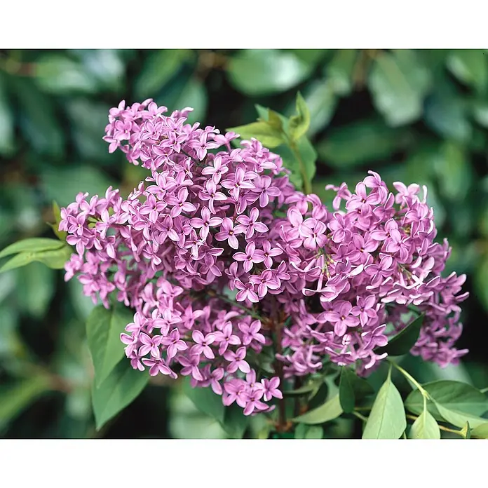 Pflanzen für dich Flieder 100-125 cm - Syringa chinensis 'Saugeana' - Lebhaft violette Fliederblüten blühen in einer dichten Traube.