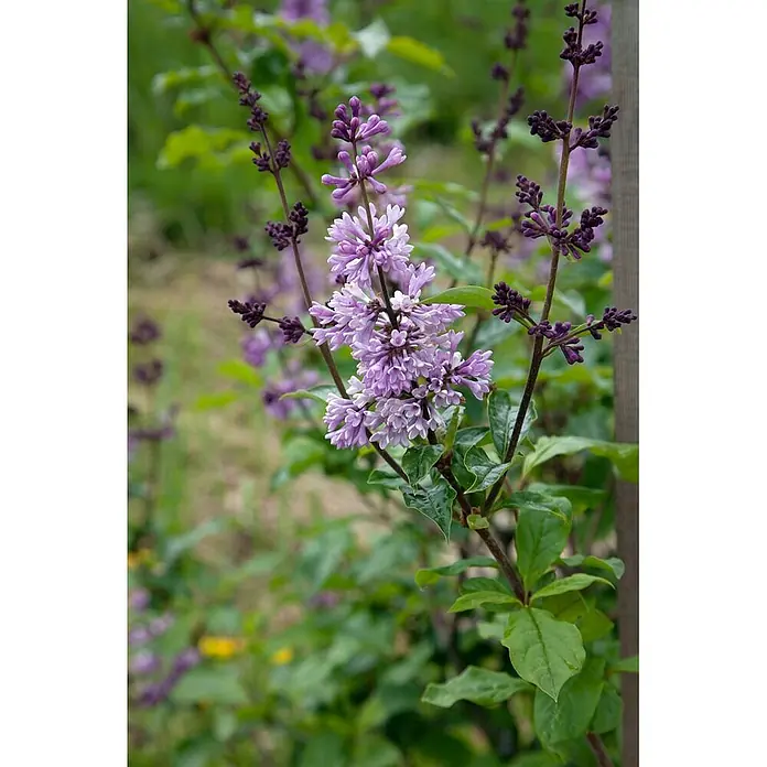 Pflanzen für dich Flieder 40-60 cm - Syringa josikaea - Lila Blüten blühen an einer Pflanze, mit dunkleren violetten Knospen und grünen Blättern.