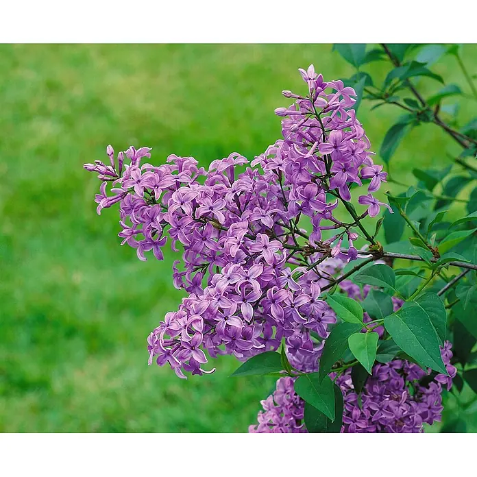 Pflanzen für dich Flieder 100-125 cm - Syringa chinensis 'Saugeana' - Leuchtend violette Fliederblüten in voller Blüte mit grünen Blättern.