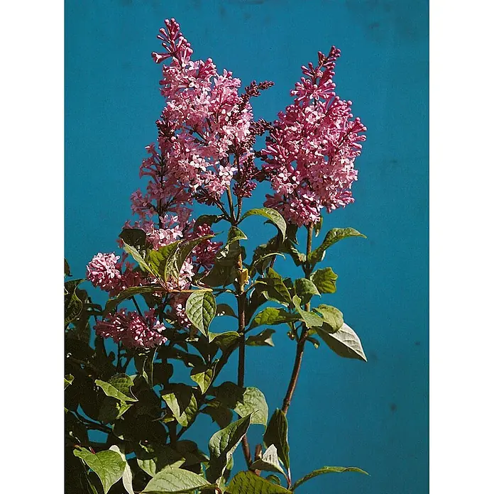 Pflanzen für dich Flieder 40-60 cm - Syringa josikaea - Leuchtend pinkfarbene Fliederblüten mit grünen Blättern vor einem klaren blauen Himmel.