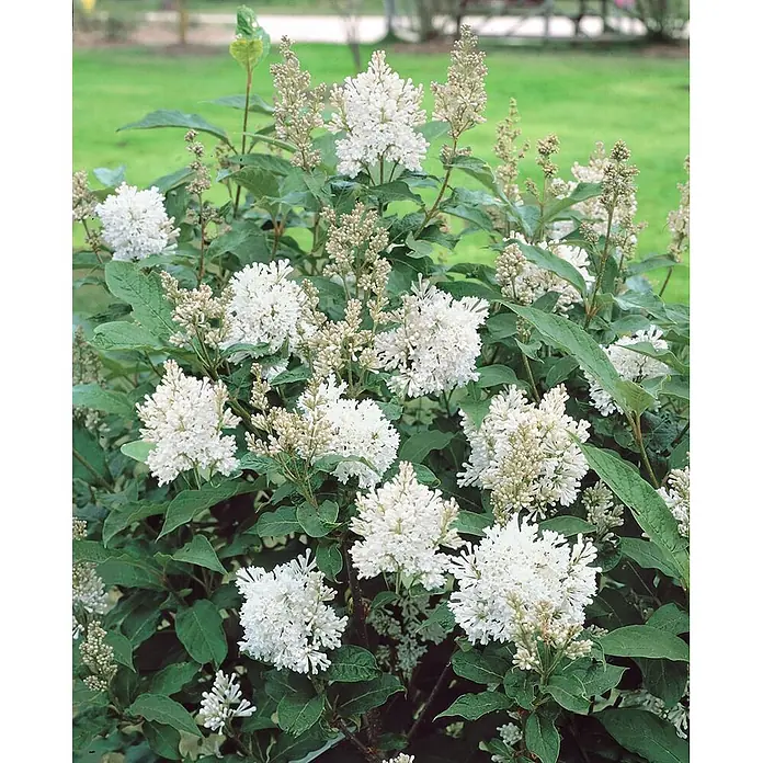 Pflanzen für dich Flieder 40-60 cm - Syringa josikaea - Weiß blühender Strauch mit dichten Trauben kleiner weißer Blüten und dunkelgrünen Blättern.