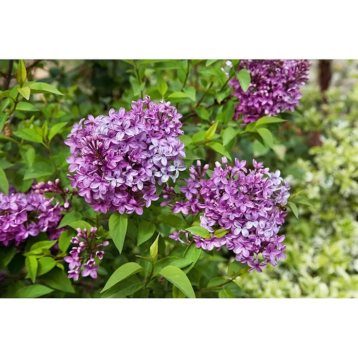 Pflanzen für dich Flieder 100-125 cm - Syringa chinensis 'Saugeana' - Lila Fliederblüten, mit einer Biene auf einer Blütendolde.