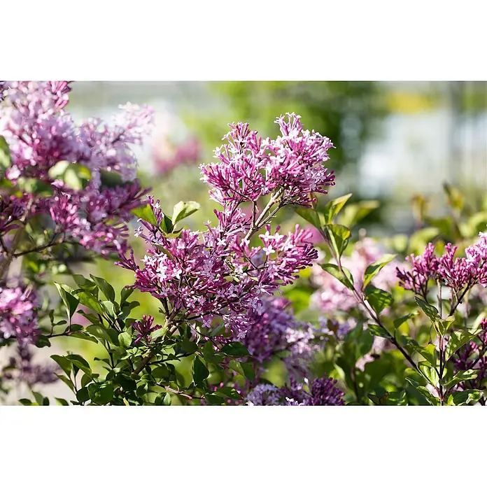 Pflanzen für dich Flieder 40-60 cm - Syringa josikaea - Blühende lila Fliederblüten an einem Ast, ihre zarten Blütenblätter zeigend.