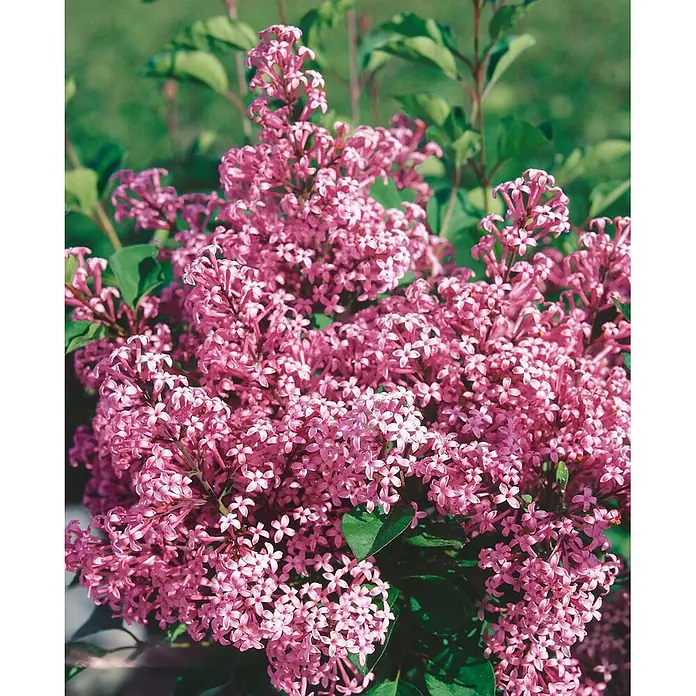 Pflanzen für dich Flieder 40-60 cm - Syringa meyeri 'Red Pixie' - Leuchtend pinke Blüten in dichten Büscheln an einer grünen Pflanze.