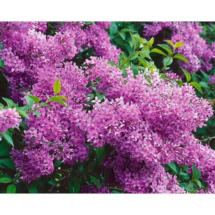 Pflanzen für dich Flieder 100-125 cm - Syringa chinensis 'Saugeana' - Lebhafte lila Fliederblüten blühen üppig an einem Busch mit grünen Blättern.