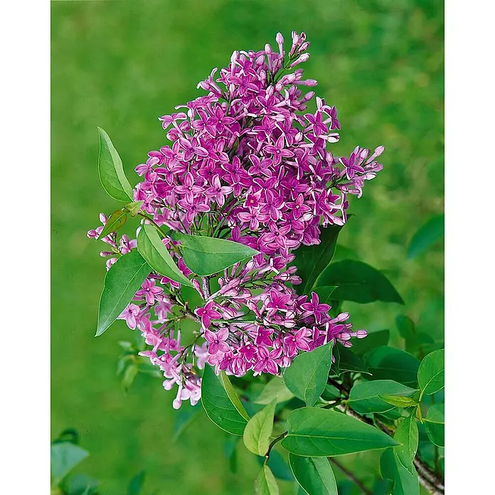 Pflanzen für dich Flieder 100-125 cm - Syringa chinensis 'Saugeana' - Nahaufnahme leuchtend purpurroter Fliederblüten an einem Zweig mit grünen Blättern.