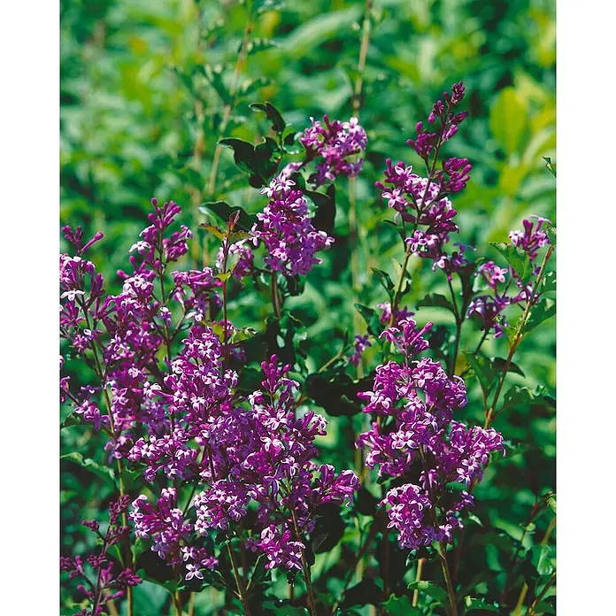 Pflanzen für dich Flieder 40-60 cm - Syringa meyeri 'Red Pixie' - Lebhafte lila Blüten blühen inmitten grüner Blätter.