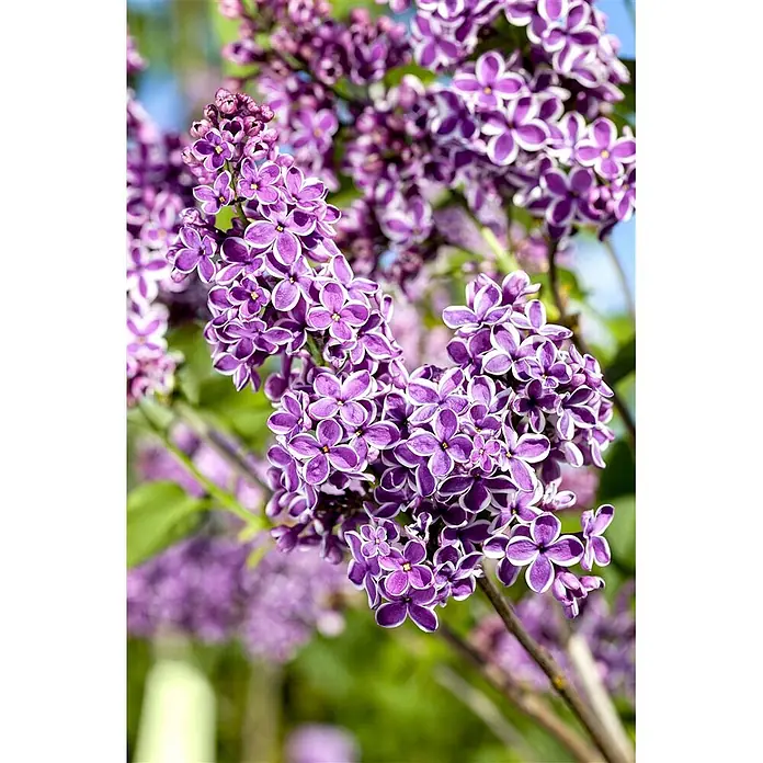 Pflanzen für dich Flieder Flieder - Syringa vulgaris 'Sensation' - Nahaufnahme leuchtend violetter Fliederblüten mit weißen Rändern in Blütenständen.