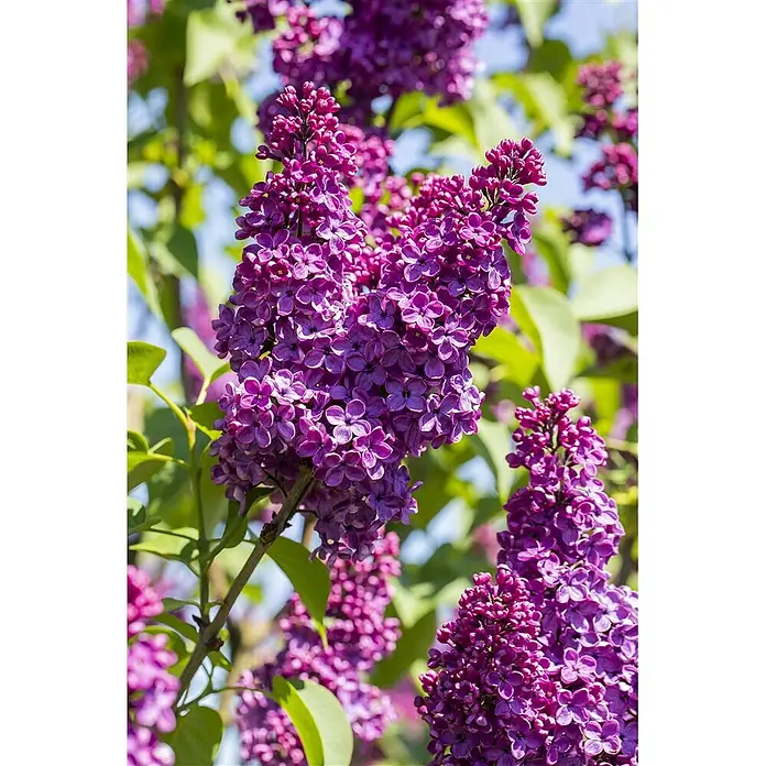 Pflanzen für dich Flieder 60-80 cm - Syringa vulgaris 'Andenken an Ludwig Späth' - Leuchtend lila Fliederblüten in voller Blüte, mit grünen Blättern und blauem Himmel im Hintergrund.