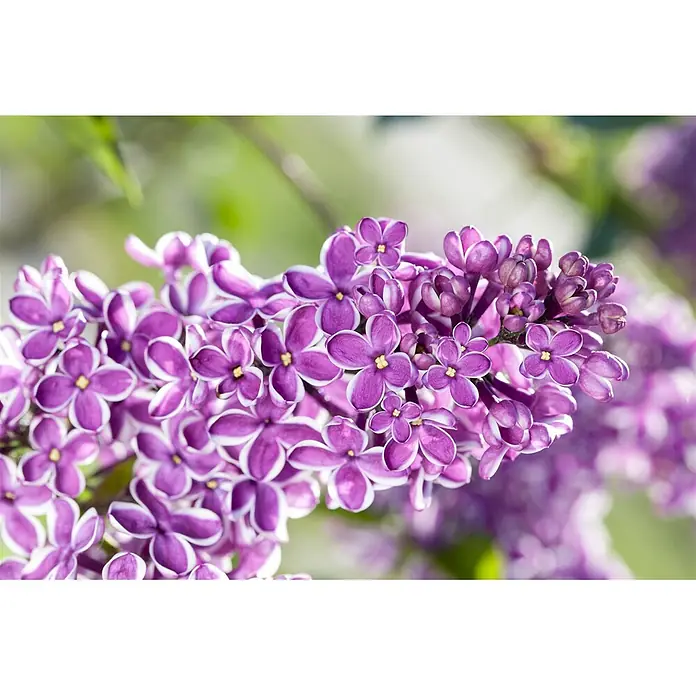 Pflanzen für dich Flieder Flieder - Syringa vulgaris 'Sensation' - Nahaufnahme eines Blütenstandes lila-weißer Fliederblüten mit gelben Zentren, teils geöffnet, teils Knospen.