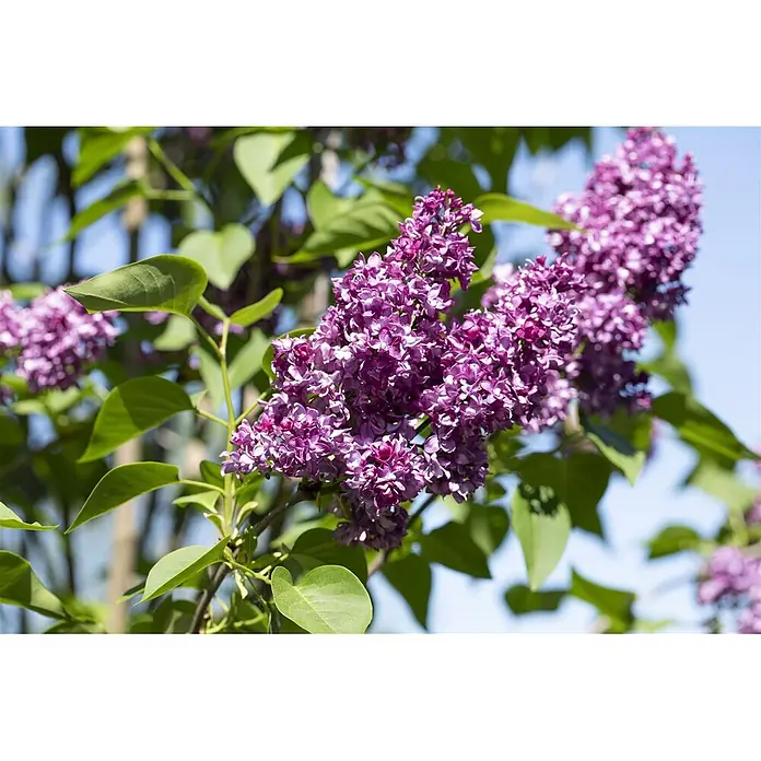 Pflanzen für dich Flieder 60-80 cm - Syringa vulgaris 'Charles Joly' - Blühende lila Fliederblüten an einem Ast mit grünen Blättern vor blauem Himmel.