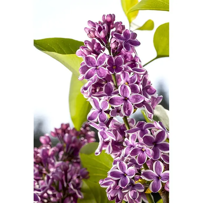 Pflanzen für dich Flieder Flieder - Syringa vulgaris 'Sensation' - Violette und weiße Fliederblüten in einer Rispe blühend.