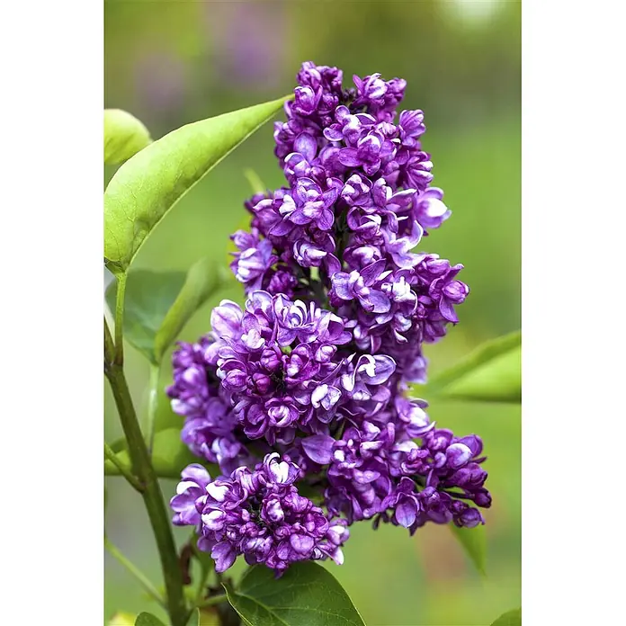 Pflanzen für dich Flieder 60-80 cm - Syringa vulgaris 'Charles Joly' - Lebhaft violette Fliederblüten mit weißen Akzenten an einem grünen Stiel.