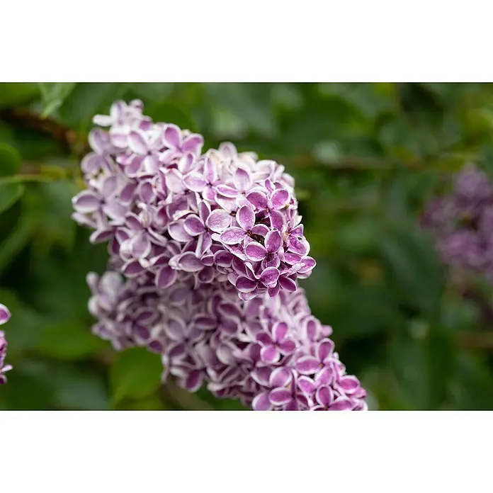Pflanzen für dich Flieder Flieder - Syringa vulgaris 'Sensation' - Nahaufnahme leuchtender, zweifarbiger Fliederblüten, lila mit weißen Rändern, bedeckt mit Tautropfen.