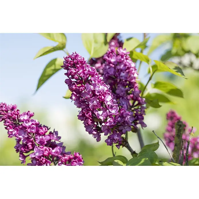 Pflanzen für dich Flieder 60-80 cm - Syringa vulgaris 'Charles Joly' - Lebendige lila Fliederblüten an einem Strauch vor hellem Himmel.