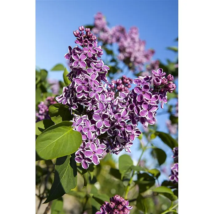 Pflanzen für dich Flieder Flieder - Syringa vulgaris 'Sensation' - Nahaufnahme von lebhaften lila-weißen zweifarbigen Fliederblüten mit grünen Blättern vor blauem Himmel.