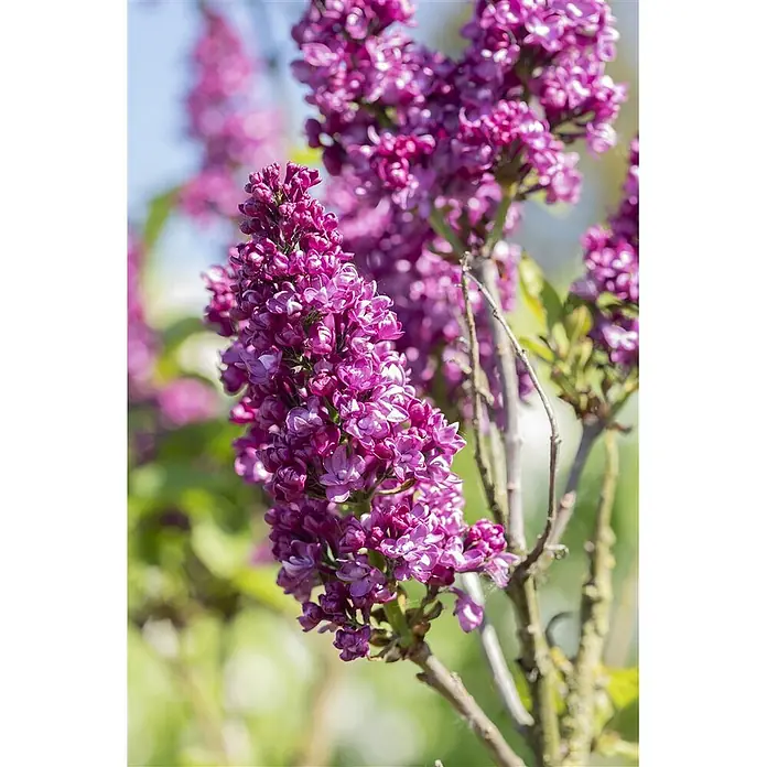 Pflanzen für dich Flieder 60-80 cm - Syringa vulgaris 'Charles Joly' - Nahaufnahme leuchtend violetter Fliederblüten an einem Ast, die ihre dichten Blütenstände zeigen.