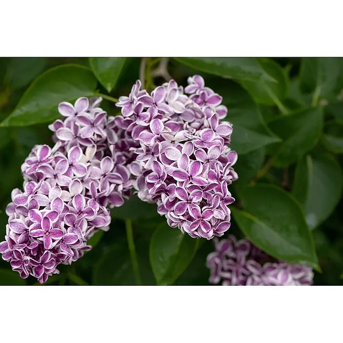 Pflanzen für dich Flieder Flieder - Syringa vulgaris 'Sensation' - Zweifarbige lila-weiße Fliederblütenbüschel mit Wassertropfen bedeckt.