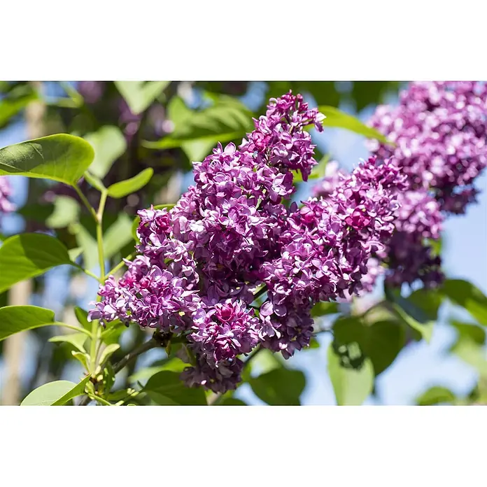 Pflanzen für dich Flieder 60-80 cm - Syringa vulgaris 'Charles Joly' - Dichte Büschel lebhaft violetter Fliederblüten mit grünen Blättern.