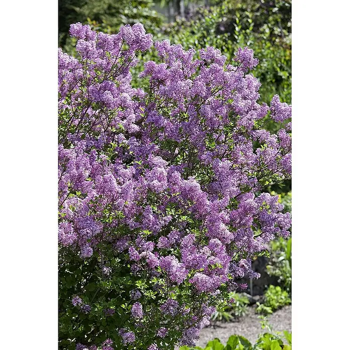 Pflanzen für dich Flieder 30-40 cm - Syringa meyeri 'Lillifee' - Ein lebendiger Fliederbusch mit dichten Büscheln duftender violetter Blüten und grünen Blättern.