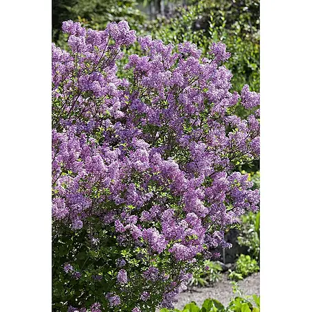 Pflanzen für dich  Flieder 30-40 cm