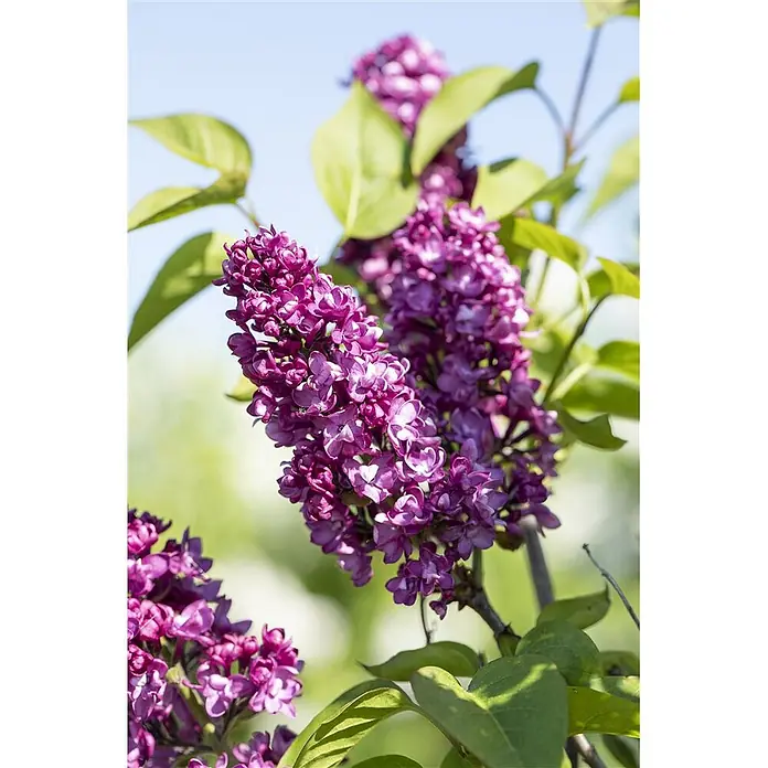 Pflanzen für dich Flieder 60-80 cm - Syringa vulgaris 'Charles Joly' - Nahaufnahme von leuchtend violetten Lilafblüten an einem Ast mit grünen Blättern.