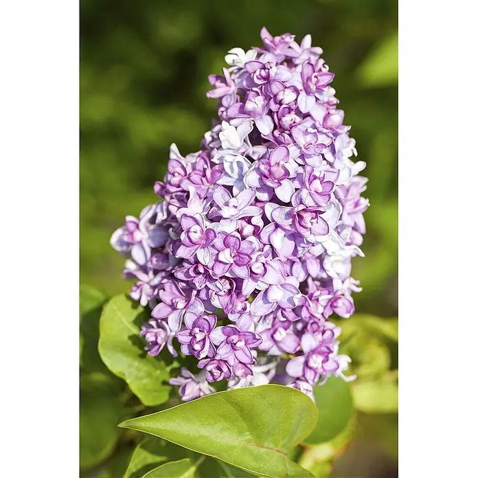 Pflanzen für dich Flieder 60-100 cm - Syringa vulgaris - Nahaufnahme eines Bündels lila und weißer Fliederblüten mit grünen Blättern.