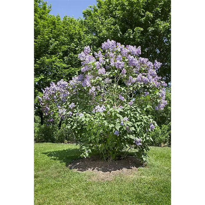 Pflanzen für dich Flieder 60-80 cm - Syringa vulgaris 'Nadezhda' - Ein leuchtend violetter Fliederbusch in voller Blüte in einem sonnigen Garten.