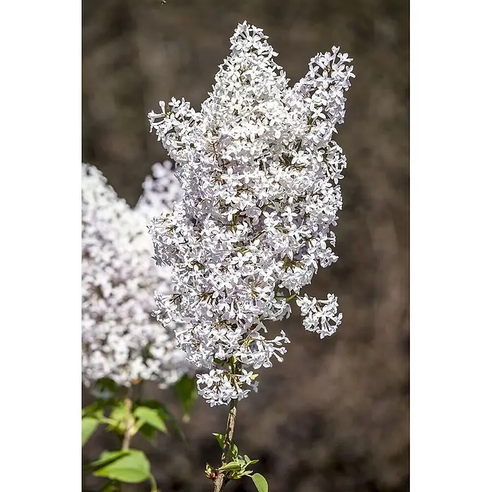 Pflanzen für dich Flieder 60-100 cm - Syringa vulgaris - Ein großer Bund weißer bis hellvioletter Fliederblüten in voller Blüte.