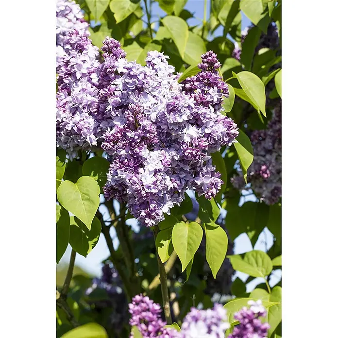 Pflanzen für dich Flieder 60-80 cm - Syringa vulgaris 'Nadezhda' - Leuchtend lila Fliederblüten blühen an einem Strauch mit grünen Blättern.
