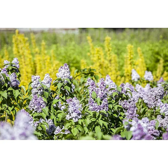 Pflanzen für dich Flieder 60-100 cm - Syringa vulgaris - Lila und weiße Fliederblüten blühen in einer lebendigen Naturlandschaft.