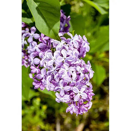 Pflanzen für dich  Flieder 60-80 cm