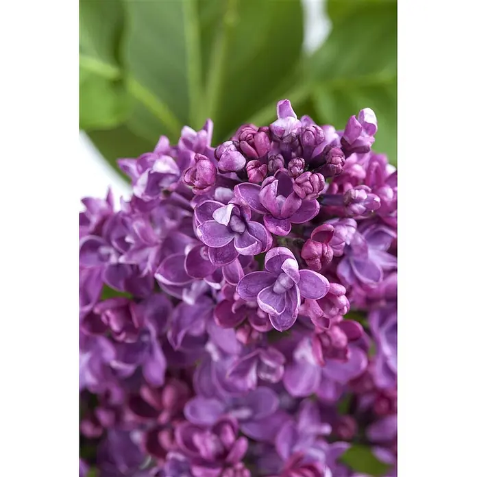 Pflanzen für dich Flieder 60-100 cm - Syringa vulgaris - Nahaufnahme leuchtend violetter Fliederblüten.