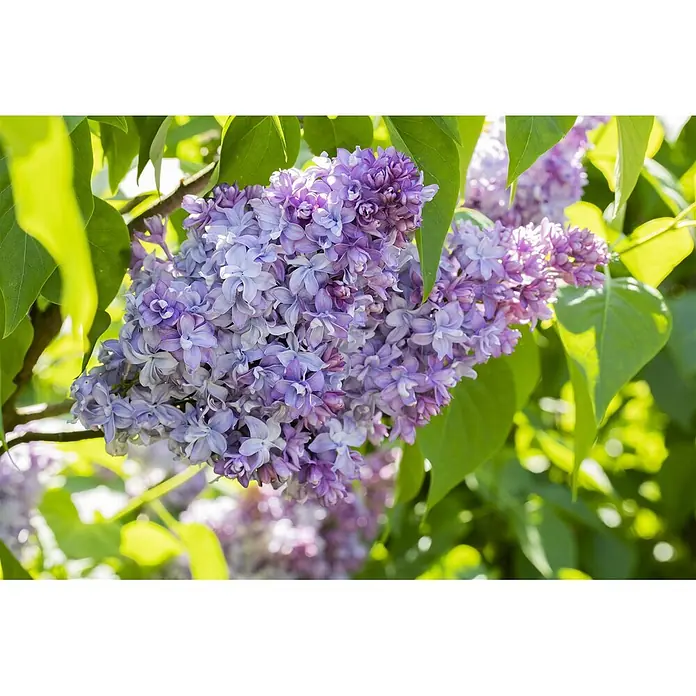 Pflanzen für dich Flieder 60-80 cm - Syringa vulgaris 'Nadezhda' - Üppige Dolden lavendelfarbener Fliederblüten und hellgrüne Blätter an einem sonnigen Ast.