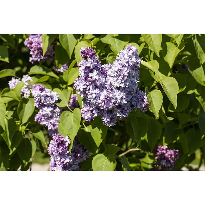 Pflanzen für dich Flieder 60-80 cm - Syringa vulgaris 'Nadezhda' - Büschel duftender violetter und lavendelfarbener Fliederblüten an einem grünen Strauch.