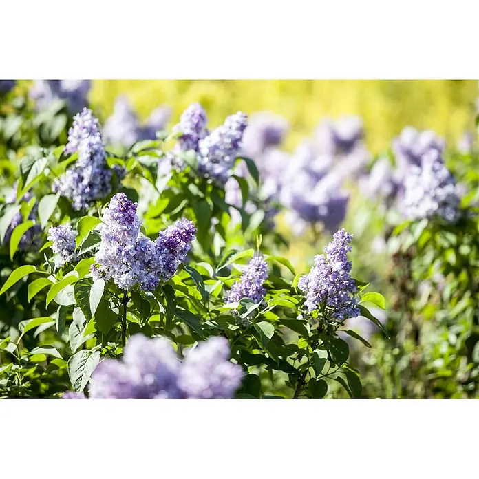 Pflanzen für dich Flieder 60-100 cm - Syringa vulgaris - Leuchtend lila Fliederblüten blühen an einem Busch mit grünen Blättern, in einer weichgezeichneten Außenaufnahme.
