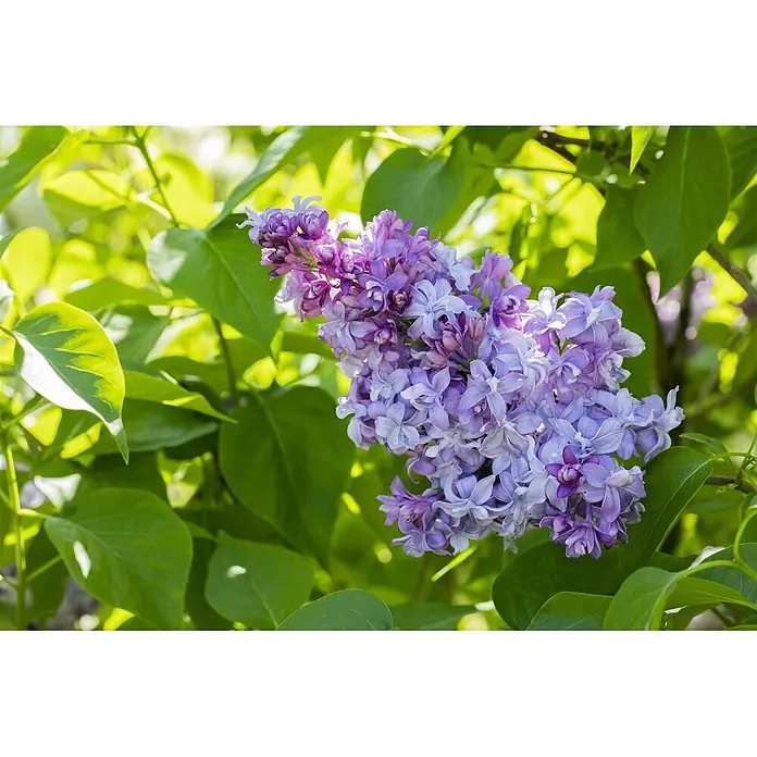 Pflanzen für dich Flieder 60-80 cm - Syringa vulgaris 'Nadezhda' - Violette und lavendelfarbene Fliederblüten, die an einem grünen, belaubten Strauch blühen.
