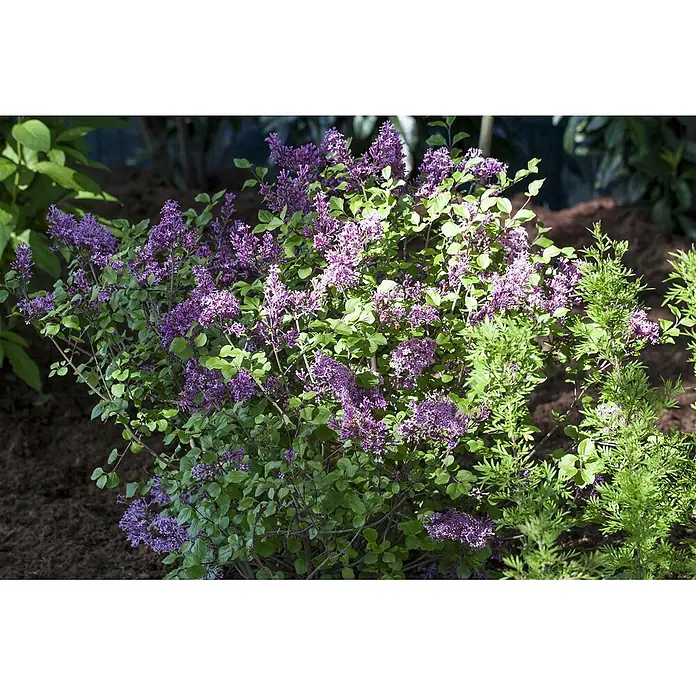 Pflanzen für dich Flieder 60-80 cm - Syringa meyeri 'Palibin' - Ein üppiger Strauch mit leuchtend violetten Blüten und grünen Blättern, der in einem Garten blüht.