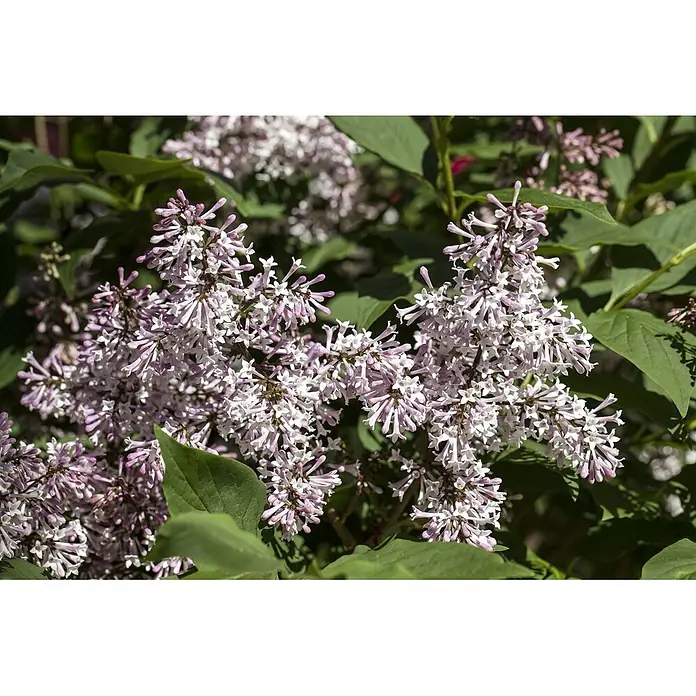 Pflanzen für dich Flieder Duftflieder - Syringa patula 'Miss Kim' - Büschel kleiner, hellvioletter und weißer Blüten an einem grünblättrigen Strauch.