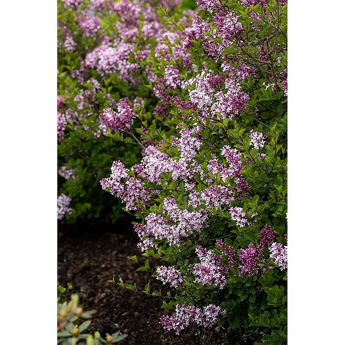 Pflanzen für dich Flieder 60-80 cm - Syringa meyeri 'Palibin' - Ein lebendiger Fliederbusch in voller Blüte mit Büscheln aus lila und weißen duftenden Blüten zwischen grünen Blättern.