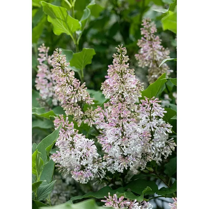 Pflanzen für dich Flieder Duftflieder - Syringa patula 'Miss Kim' - Dichte Büschel weißer und zartrosa Fliederblüten.
