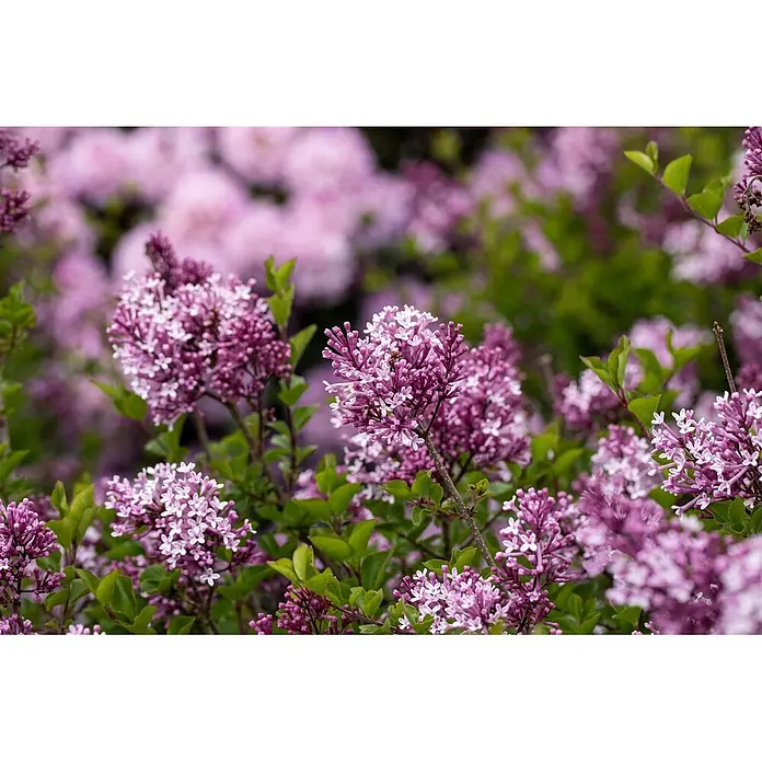 Pflanzen für dich Flieder 60-80 cm - Syringa meyeri 'Palibin' - Nahaufnahme von leuchtenden lila und weißen Fliederblüten mit grünen Blättern. Zarte Blüten in verschiedenen Blühstadien.