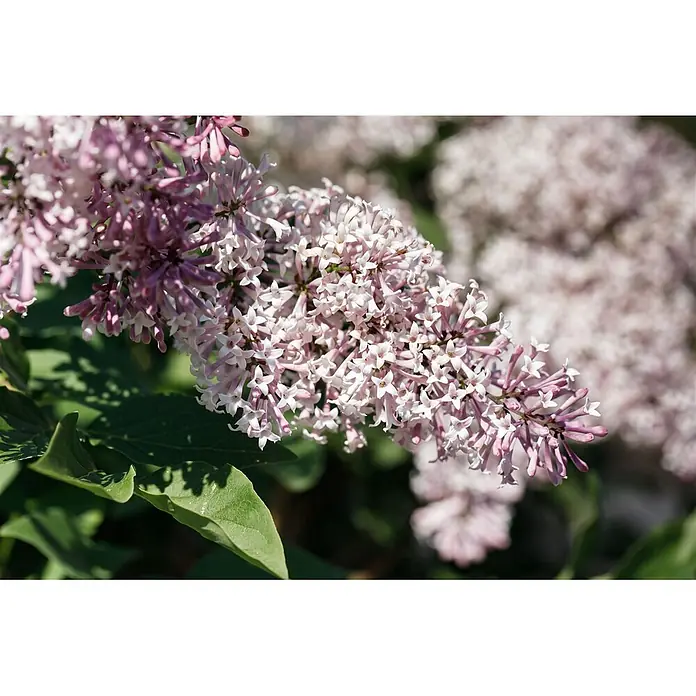 Pflanzen für dich Flieder Duftflieder - Syringa patula 'Miss Kim' - Ein Zweig hellrosa und lila Fliederblüten mit grünen Blättern.
