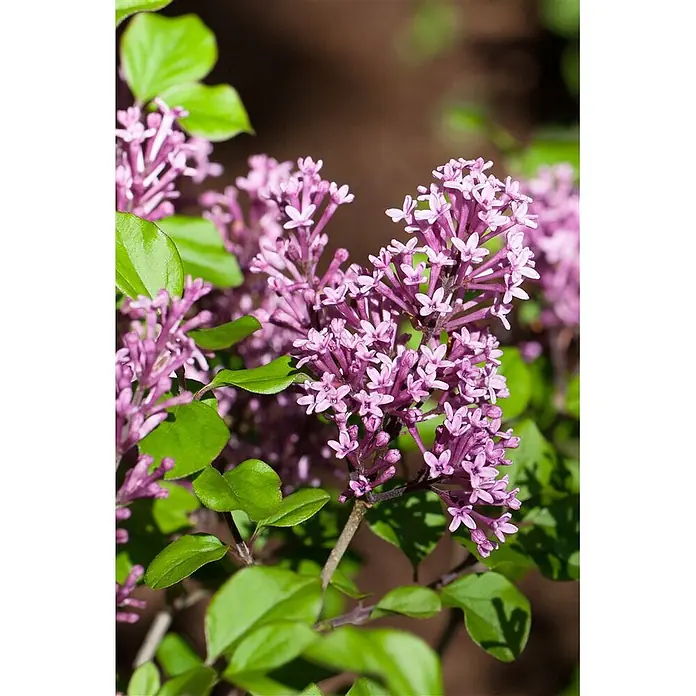 Pflanzen für dich Flieder 60-80 cm - Syringa meyeri 'Palibin' - Blühende lila Fliederblüten und grüne Blätter an einem Zweig.
