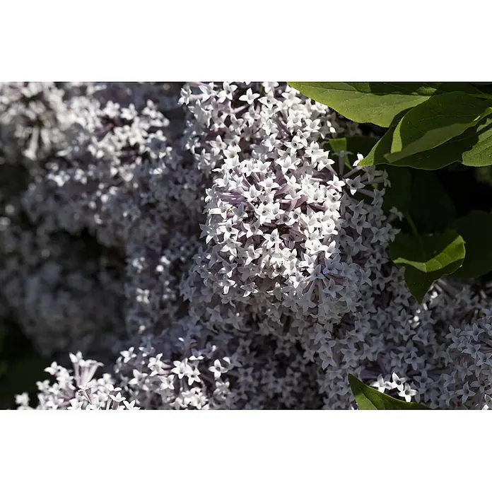 Pflanzen für dich Flieder 60-80 cm - Syringa meyeri 'Palibin' - Dichte Büschel kleiner, hellvioletter und weißer Fliederblüten mit dunkelgrünen Blättern.