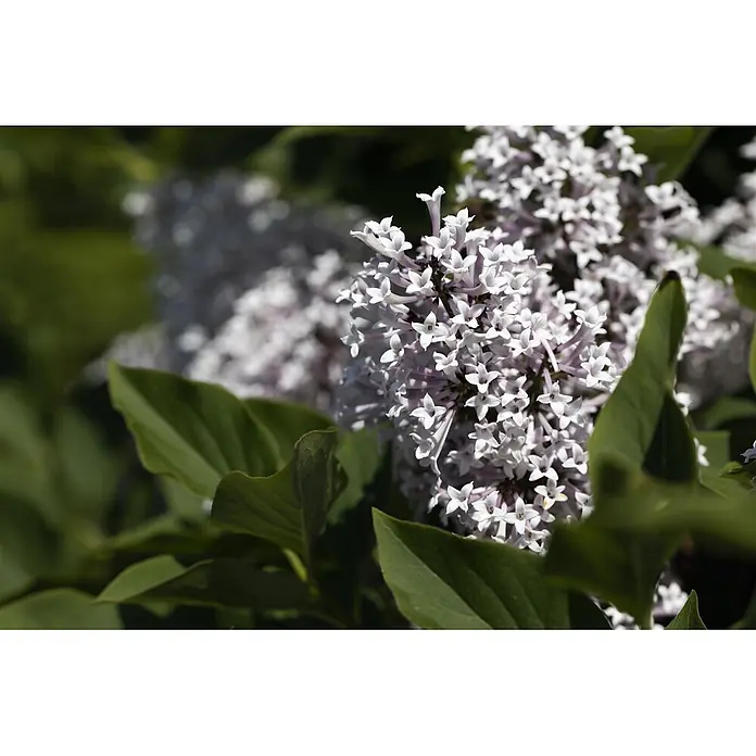Pflanzen für dich Flieder 60-80 cm - Syringa meyeri 'Palibin' - Nahaufnahme eines Büschels zarter weißer und hellvioletter Fliederblüten zwischen grünen Blättern.