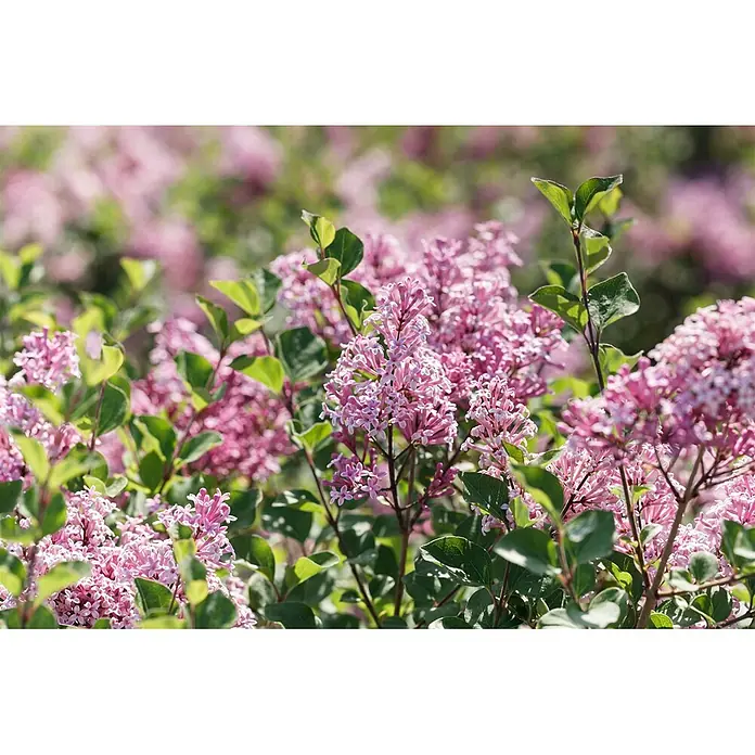 Pflanzen für dich Flieder Duftflieder - Syringa patula 'Miss Kim' - Nahaufnahme von leuchtend rosa Fliederblüten und grünen Blättern in einer Gartenumgebung.