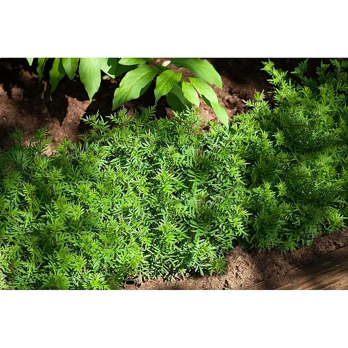 Pflanzen für dich Flieder 20-30 cm - Syringa afghanica - Lebhaft grüne, feinblättrige Bodendeckerpflanzen in einem Gartenbeet mit dunkler Erde und größeren Blättern.