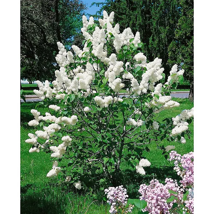 Pflanzen für dich Flieder Flieder - Syringa vulgaris 'Alba' - Ein weißer Fliederbusch in voller Blüte, bedeckt mit duftenden weißen Blüten und grünen Blättern, in einem Garten mit rosa Flieder in der Nähe.