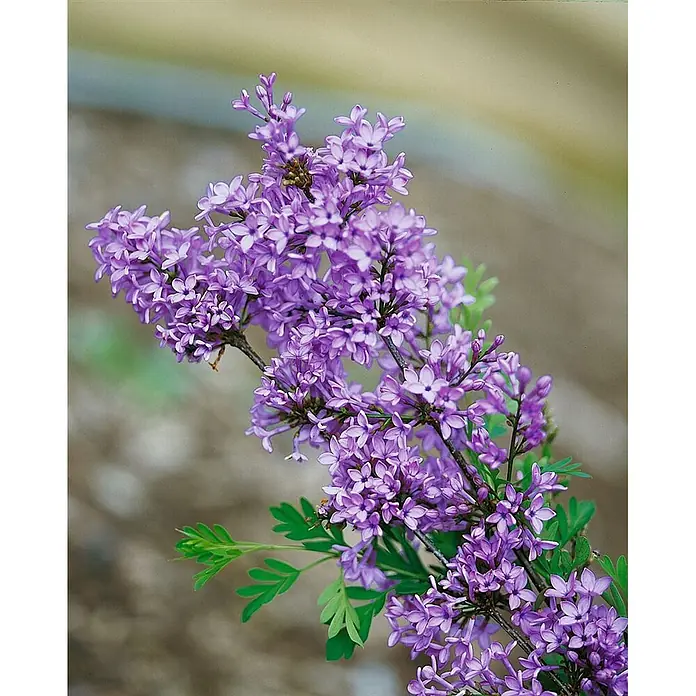 Pflanzen für dich Flieder 20-30 cm - Syringa afghanica - Lebendige lila Blüten mit kleinen grünen Blättern an einem Zweig.